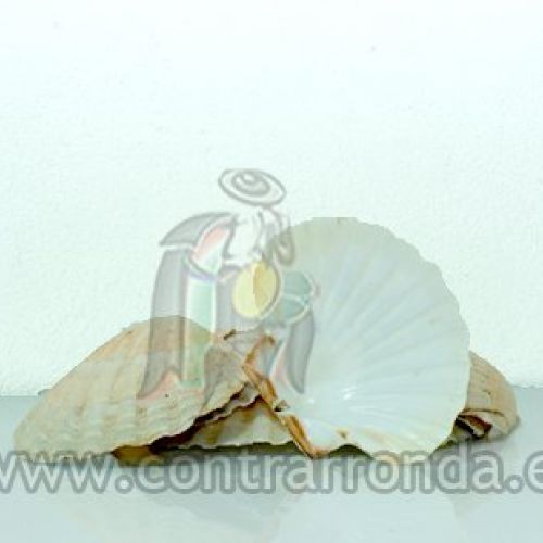 conchas