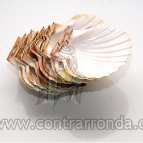 conchas